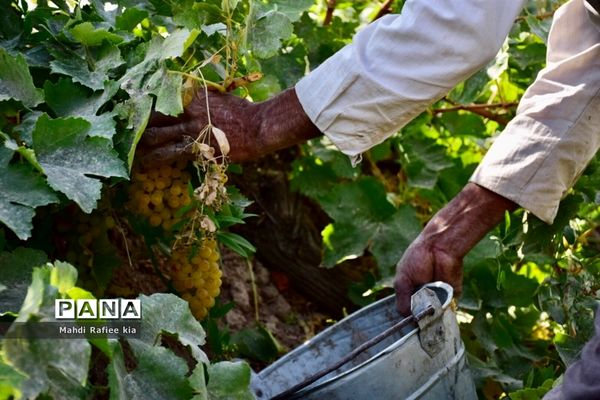 برداشت انگور و خط تولید کشمش در شهرستان ملکان