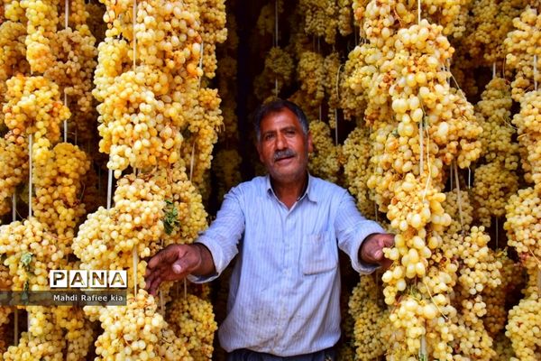 برداشت انگور و خط تولید کشمش در شهرستان ملکان