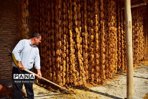 برداشت انگور و خط تولید کشمش در شهرستان ملکان