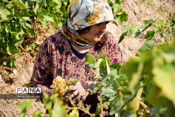 برداشت انگور و خط تولید کشمش در شهرستان ملکان