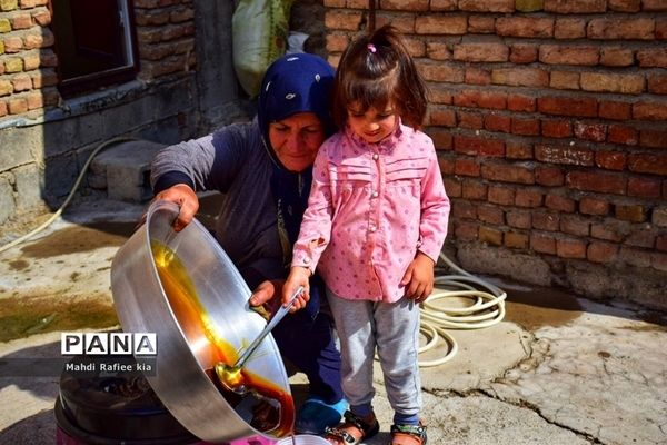 برداشت انگور و خط تولید کشمش در شهرستان ملکان