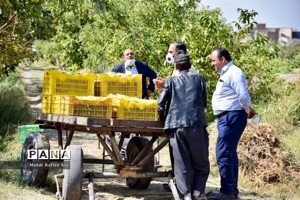 برداشت انگور و خط تولید کشمش در شهرستان ملکان