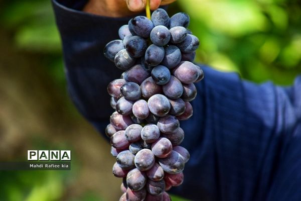 برداشت انگور و خط تولید کشمش در شهرستان ملکان