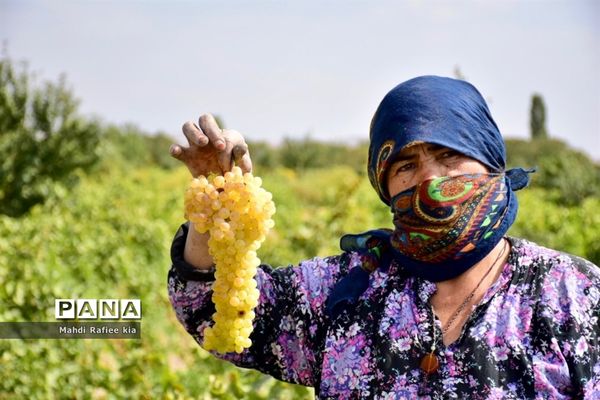 برداشت انگور و خط تولید کشمش در شهرستان ملکان