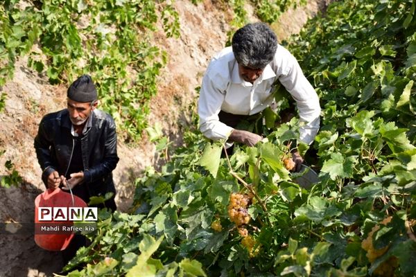 برداشت انگور و خط تولید کشمش در شهرستان ملکان