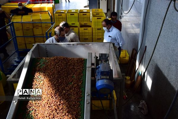 برداشت انگور و خط تولید کشمش در شهرستان ملکان