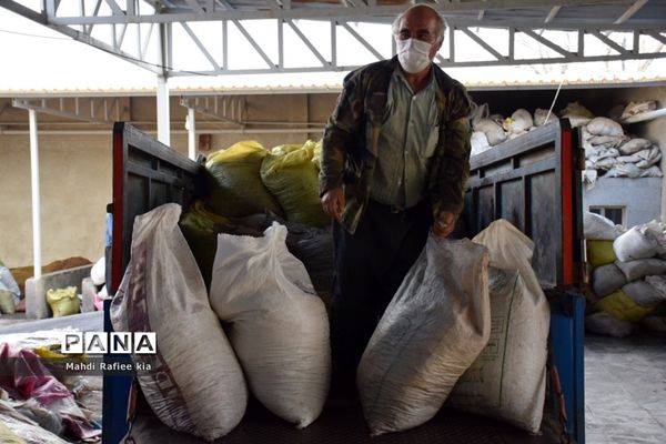 برداشت انگور و خط تولید کشمش در شهرستان ملکان