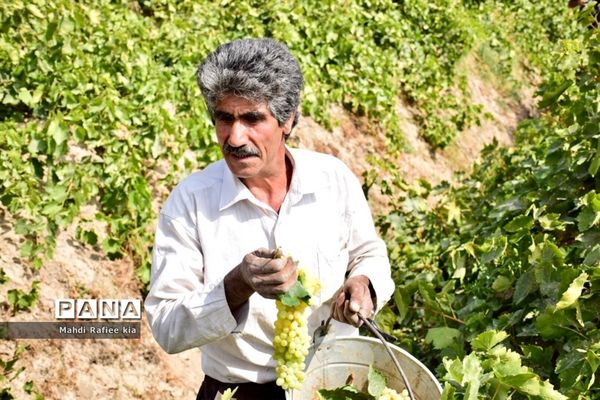 برداشت انگور و خط تولید کشمش در شهرستان ملکان