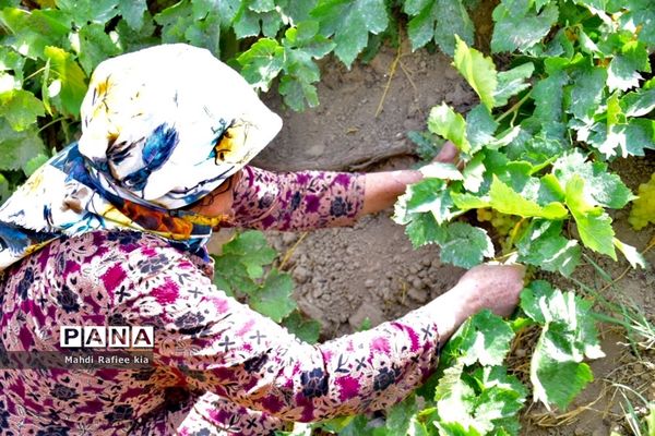 برداشت انگور و خط تولید کشمش در شهرستان ملکان