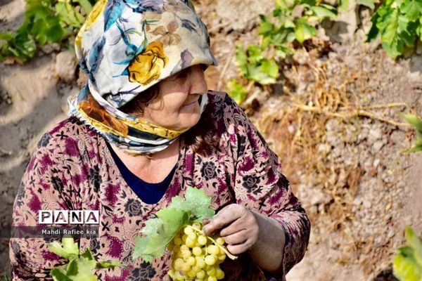 برداشت انگور و خط تولید کشمش در شهرستان ملکان