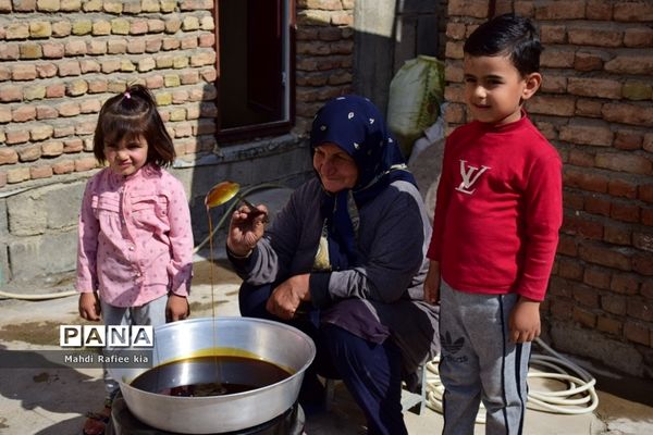 برداشت انگور و خط تولید کشمش در شهرستان ملکان