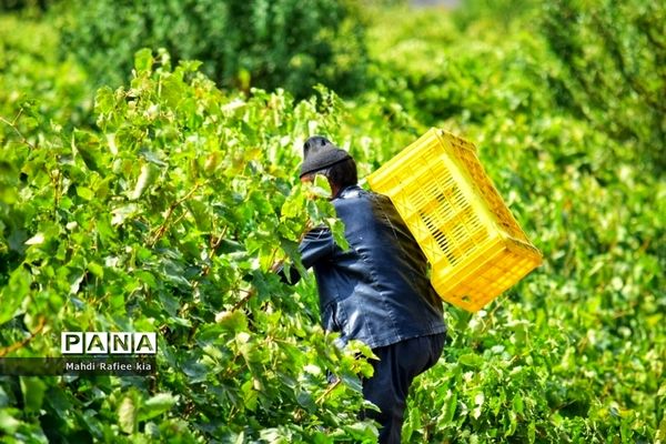 برداشت انگور و خط تولید کشمش در شهرستان ملکان