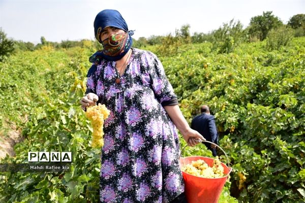 برداشت انگور و خط تولید کشمش در شهرستان ملکان