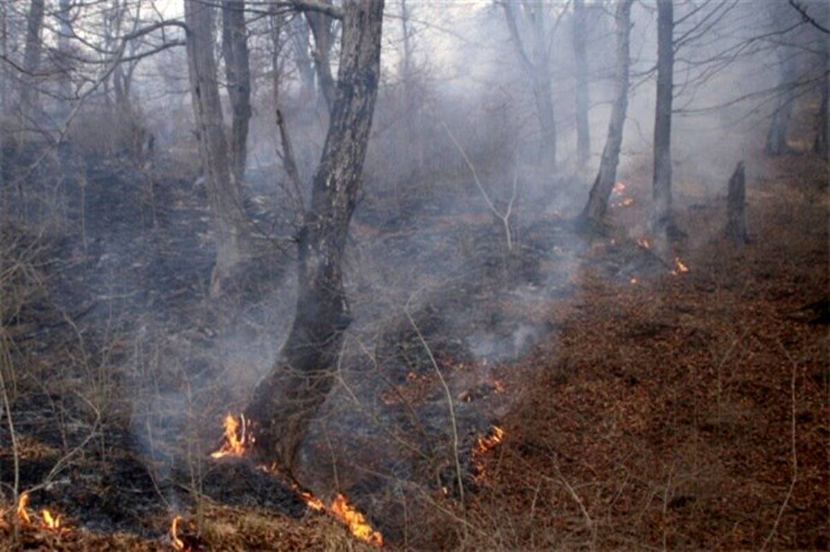 80 درصد آتش سوزی‌های اخیر جنگل‌های شمال به دلیل خطای انسانی بوده است