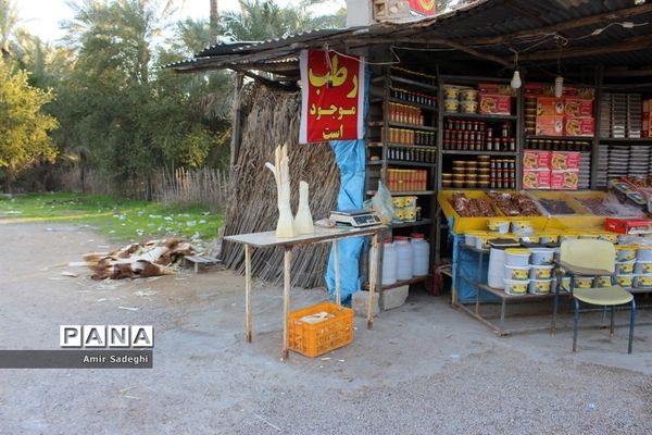 در آوردن پنیر نخل یا پنیر درخت خرما