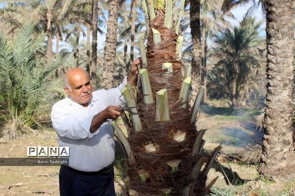 در آوردن پنیر نخل یا پنیر درخت خرما