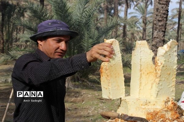 در آوردن پنیر نخل یا پنیر درخت خرما