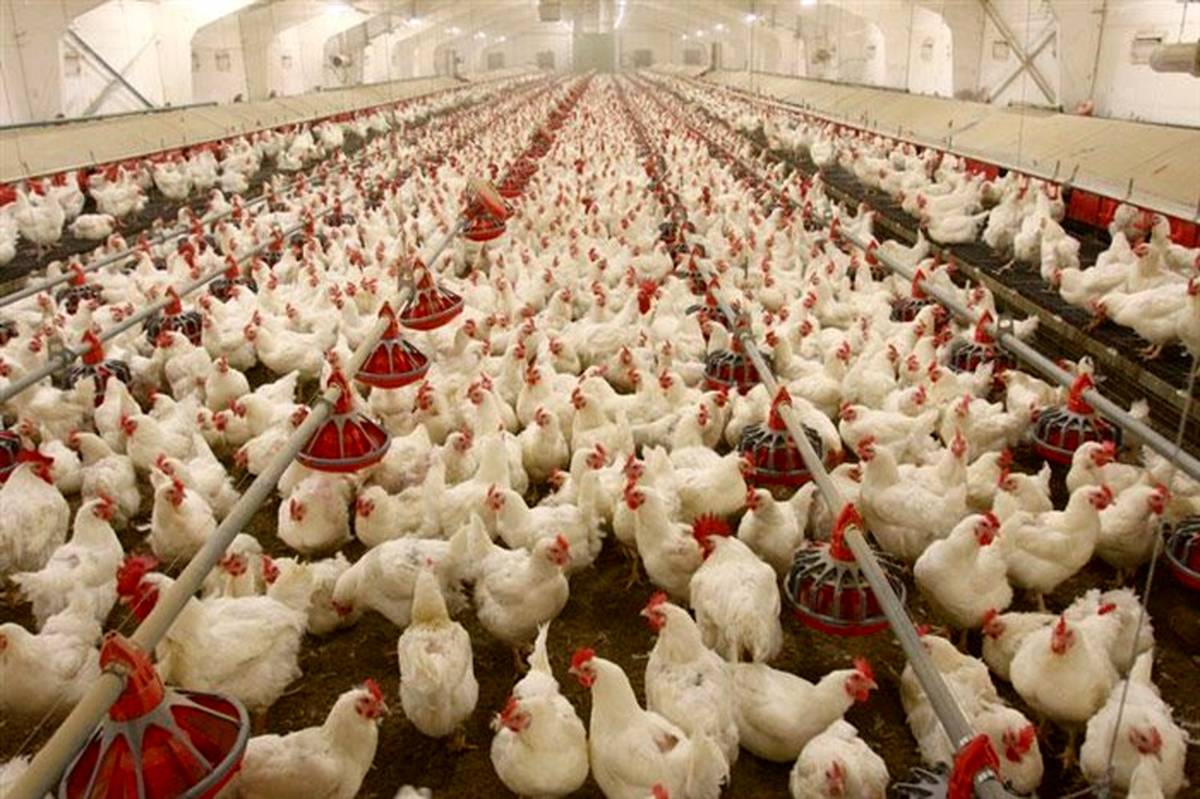 کاهش 500 هزار تن واردات ذرت و سویا با تولید مرغ سایز