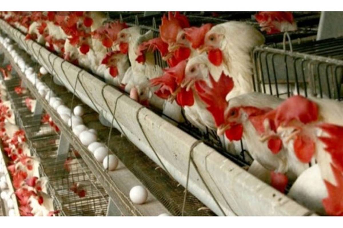 تولیدکنندگان مرغ خواستار افزایش قیمت مرغ شدند