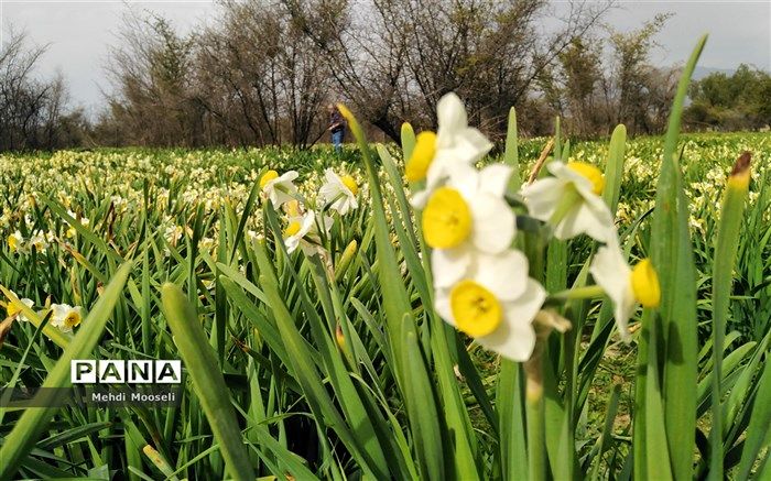 برداشت 100میلیون شاخه گل نرگس از نرگس‌زارهای شهرستان کازرون