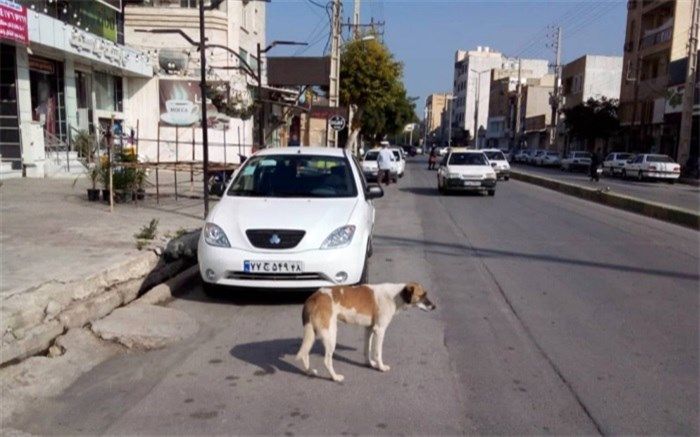 جولان سگ‌ها در کوچه و پس کوچه های بوشهر