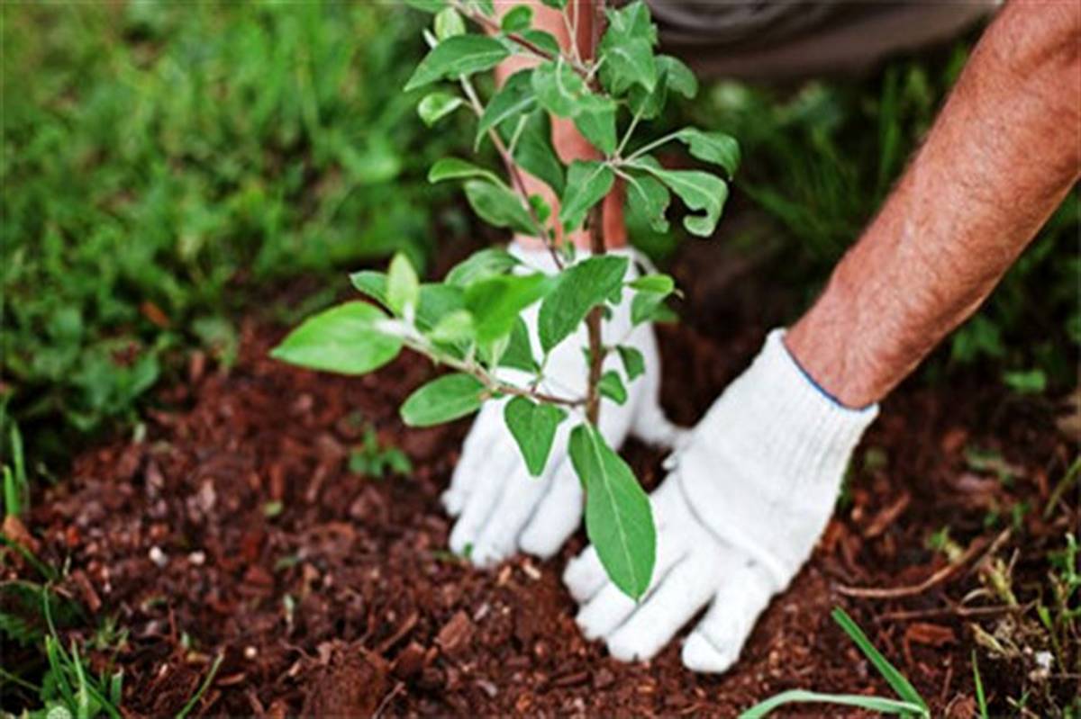 600  هزار اصله نهال در هفته منابع طبیعی توزیع می‌شود