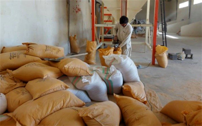 تولید ٢٢٠٠ تن کنسانتره دامی در سیستان و بلوچستان