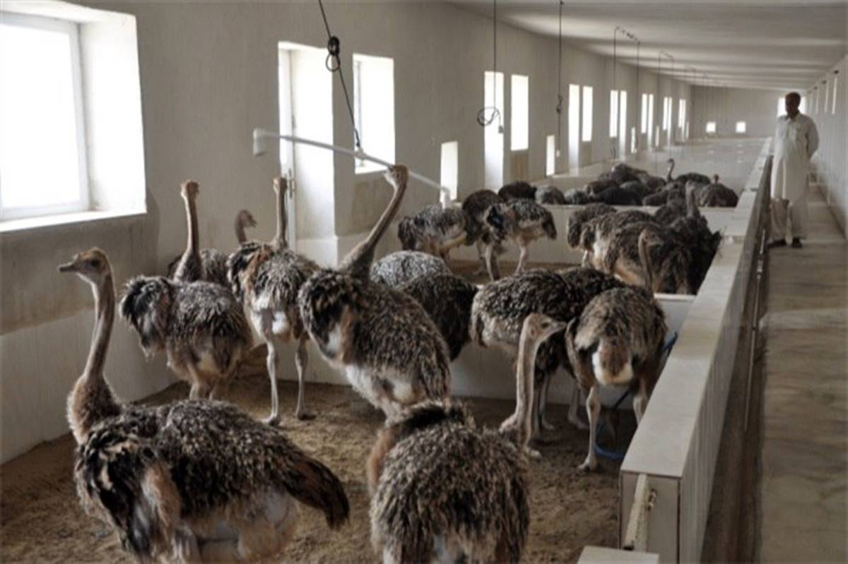 سالانه 200 تن گوشت شتر مرغ در سیستان و بلوچستان تولید می‌شود