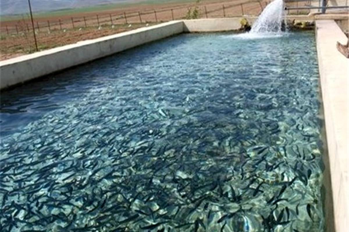 تولید 55 میلیون قطعه انواع بچه ماهی و تخم چشم زده قزل آلا در آذربایجان غربی