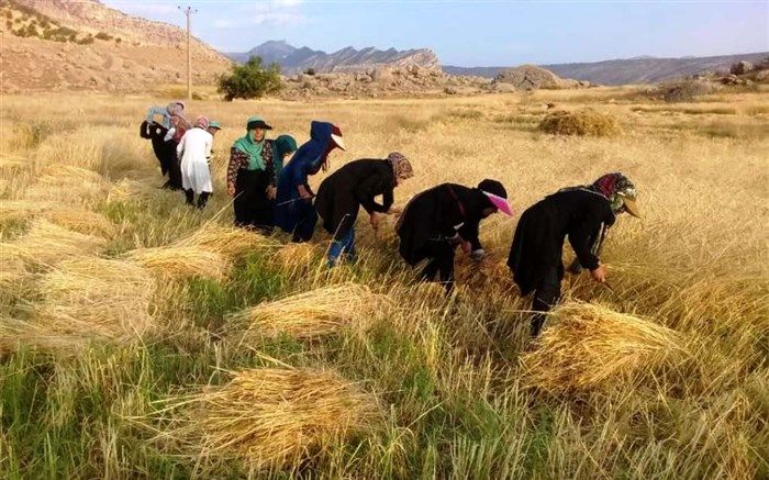 افزایش ۴۴ درصدی مدیران زن در وزارت جهاد کشاورزی