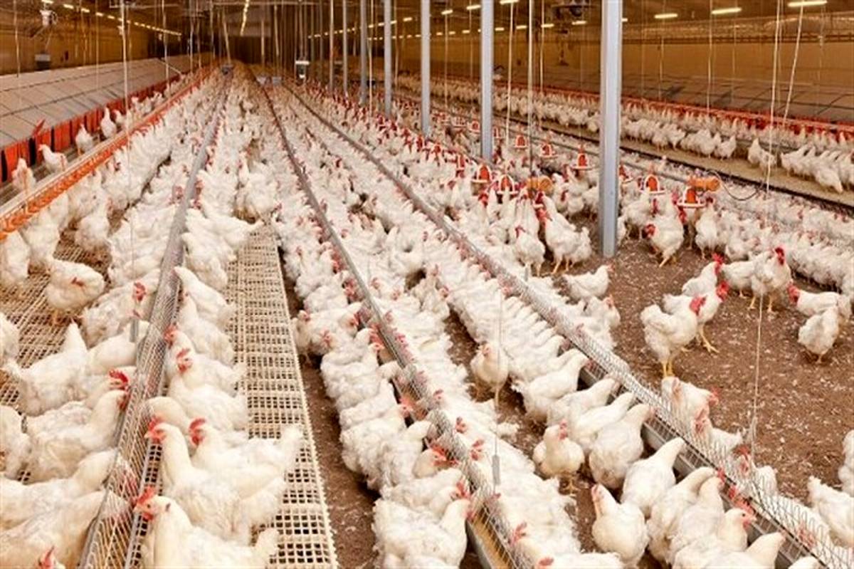 نرخ تورم سالانه تولید در مرغداری‌ها چند درصد رشد داشته است؟