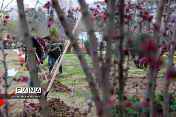 کاشت نهال به یاد زنان شهید، جانباز و آزاده مازندران