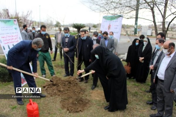 کاشت نهال به یاد زنان شهید، جانباز و آزاده مازندران