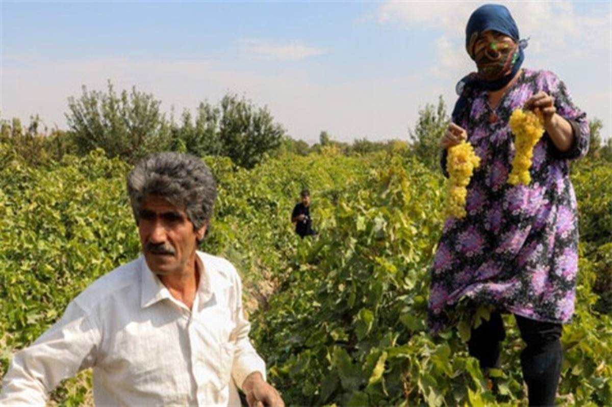 تکلیف دولت برای اجرای طرح ملی حدنگار طی دو سال با مشارکت کشاورزان