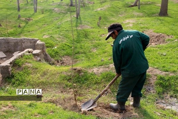 کاشت چند اصله نهال از سوی سازمان دانش‌آموزی جمهوری اسلامی