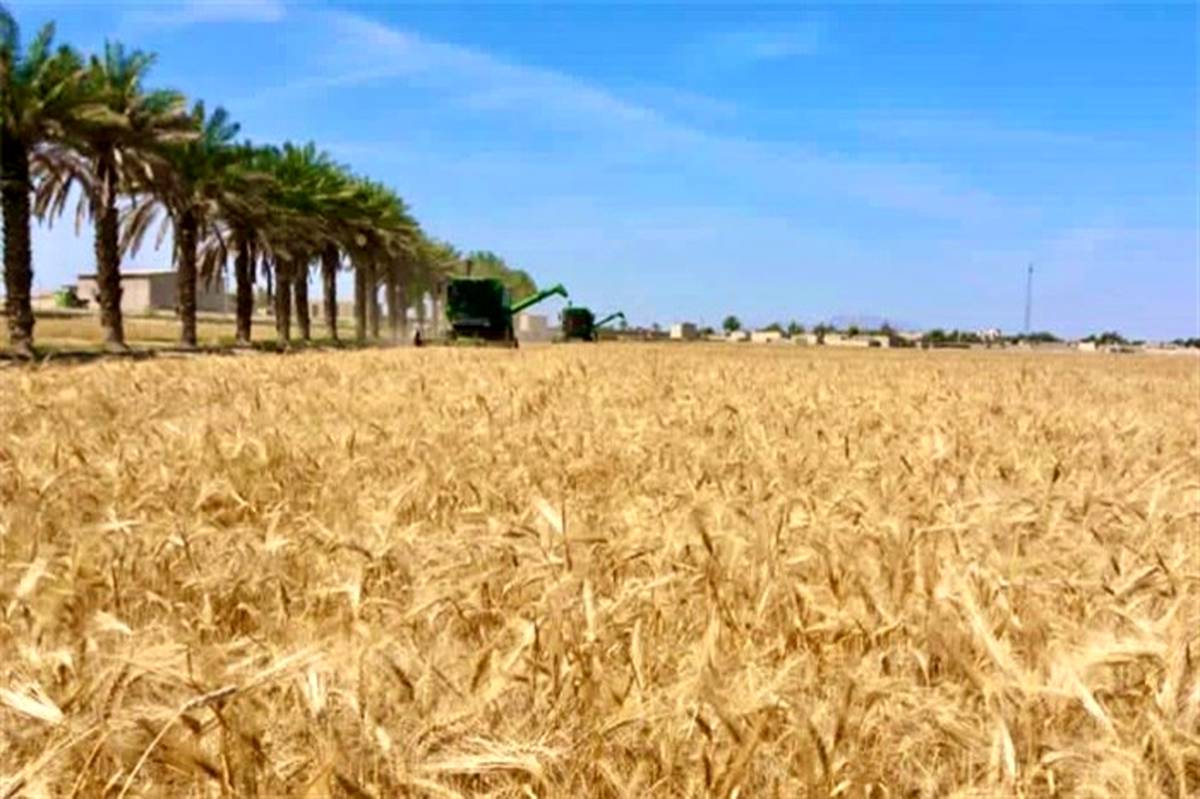 اولین خوشه‌های  گندم از گندمزارهای راسک برداشت می‌شود 