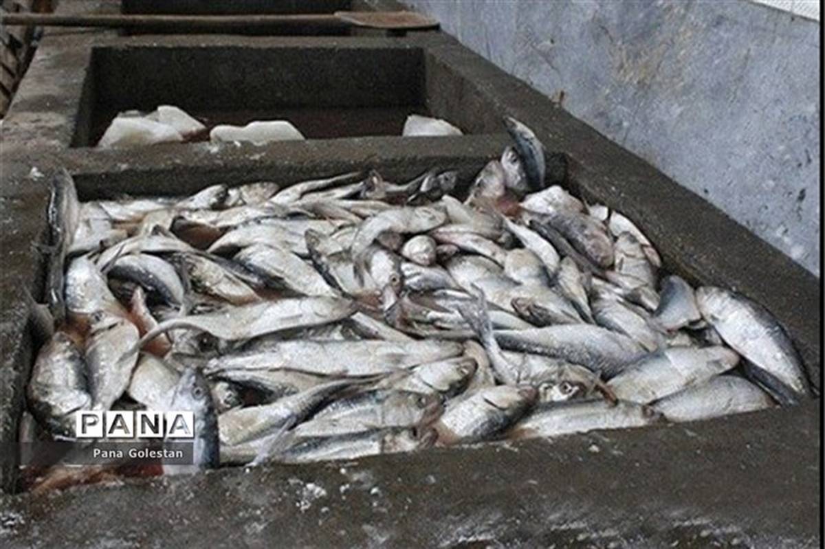 افزایش قیمت ماهی ها