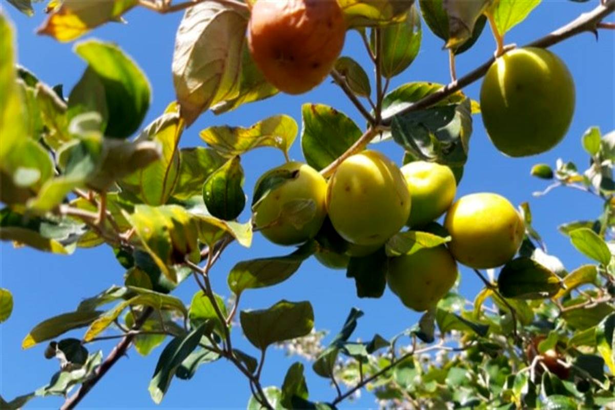 برداشت ۲۶٠٠ تن میوه کُنار از باغات شهرستان راسک