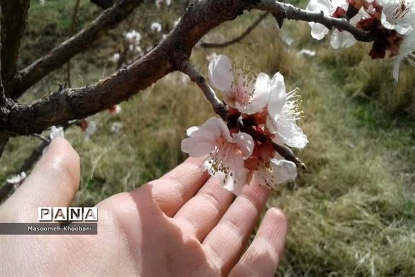 شکوفه‌هایی از جنس لبخند بهار