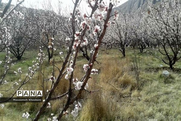 شکوفه‌هایی از جنس لبخند بهار