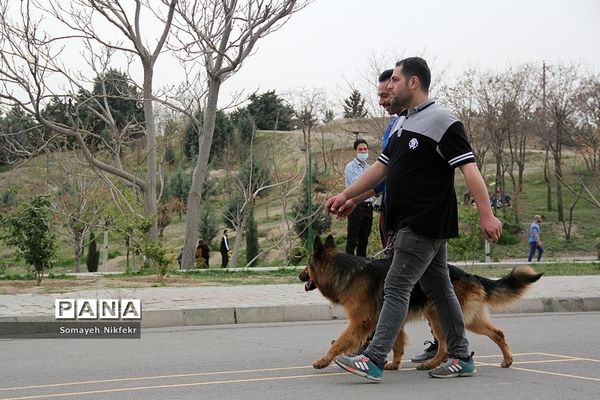 پارک پردیسان تهران میزبان پرواز بادبادک‌ها بر فراز آسمان