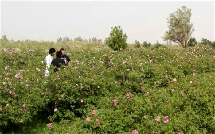 برداشت گل محمدی در سیستان و بلوچستان آغاز شد