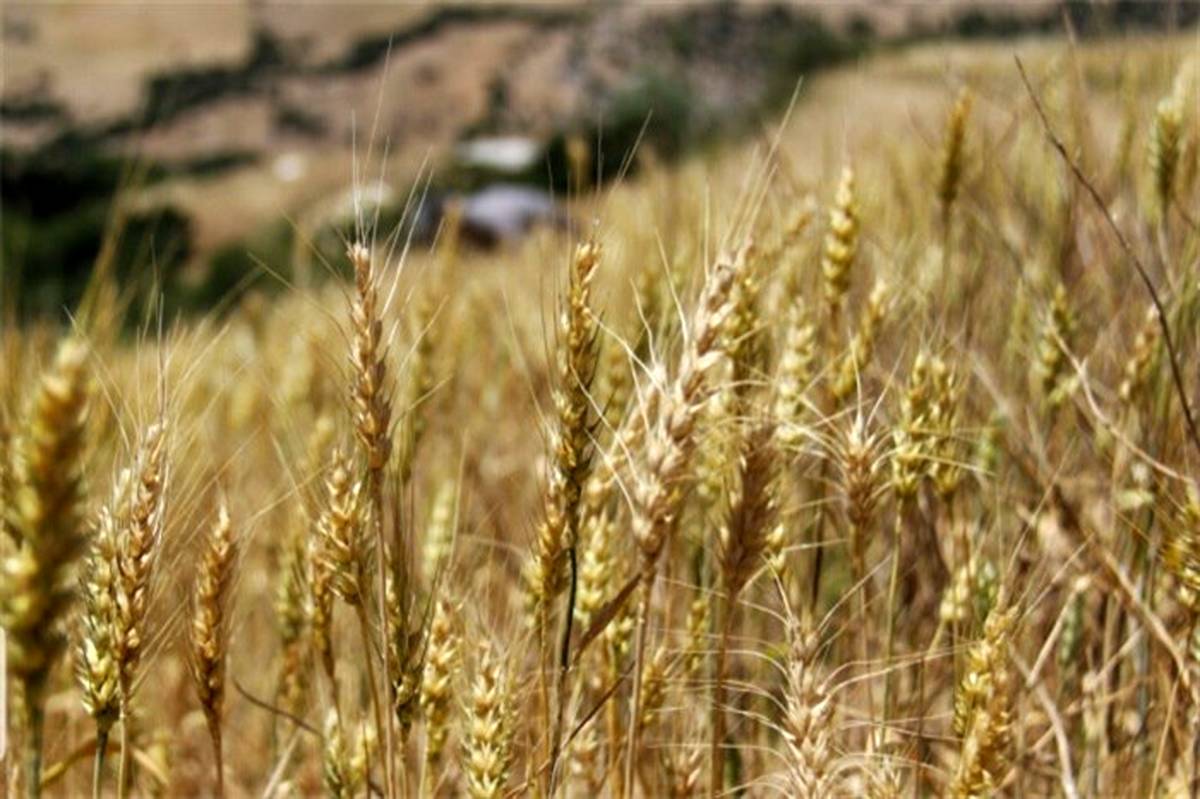 ۲۰۸ هزار میلیارد ریال گندم در سال ۹۹ خریداری شد