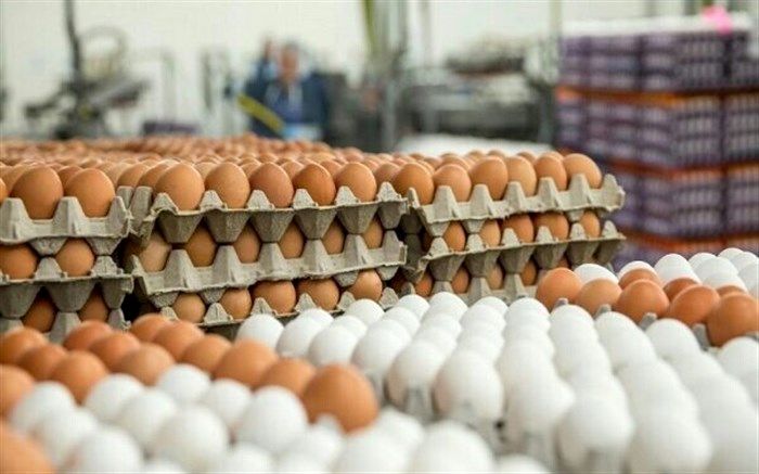 قیمت تخم مرغ در مرغداری چند است؟