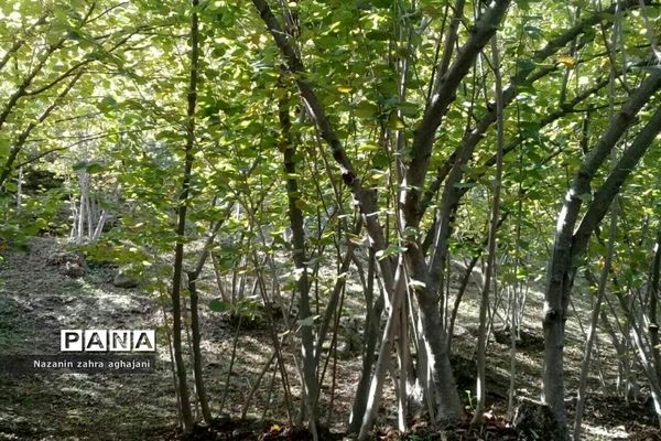 دیدار بهار با روستای زیبای کیاسه در استان گیلان