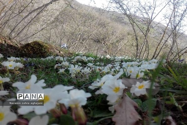 دیدار بهار با روستای زیبای کیاسه در استان گیلان