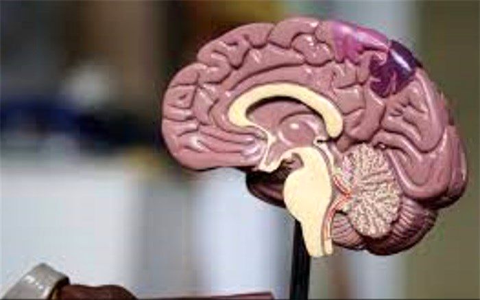 از بررسی منشاء کرونا تا علت بزرگی مغز انسان+ویدئو