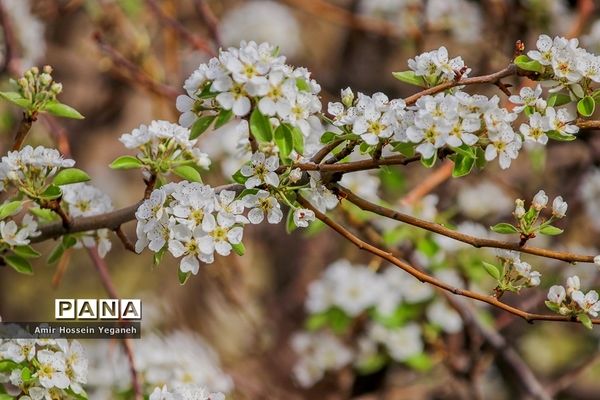 شکوفه های بهاری در ده غیبی