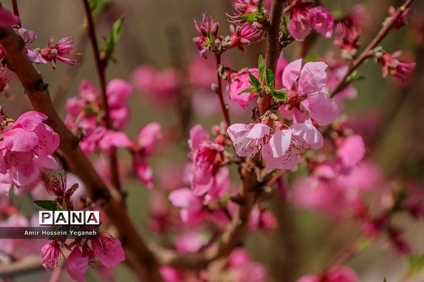 شکوفه های بهاری در ده غیبی