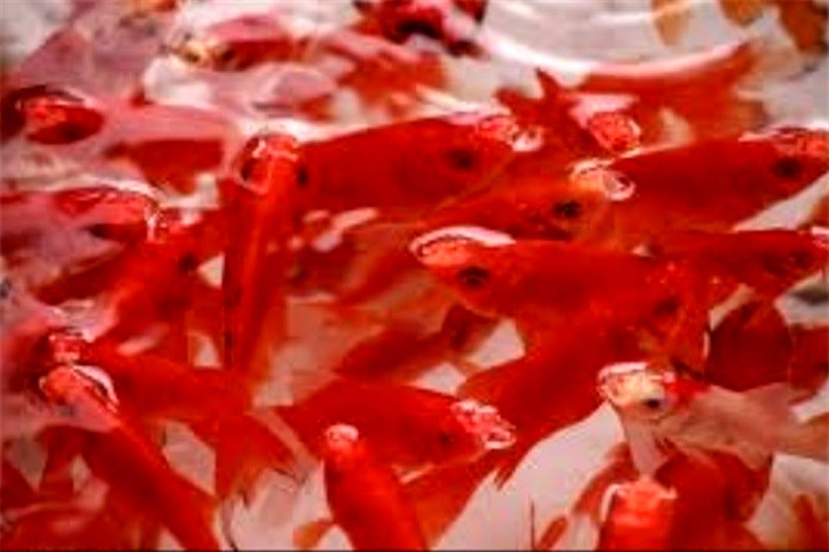 ماهی‌های قرمز را در رودخانه‌ها رها نکنید